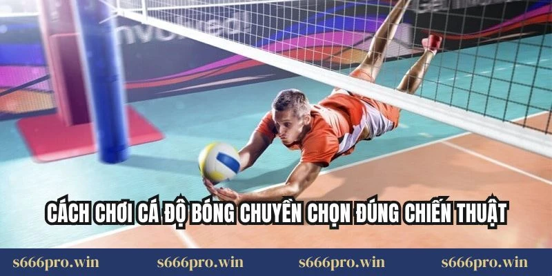 Cách chơi cá độ bóng chuyền chọn đúng chiến thuật