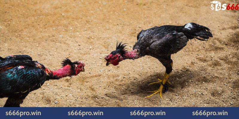 Kỹ thuật chọn và huấn luyện gà tre đá